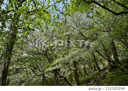 那須連峰のシロヤシオツツジ咲く森 131105294
