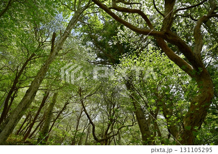 那須連峰のシロヤシオツツジ咲く森 131105295