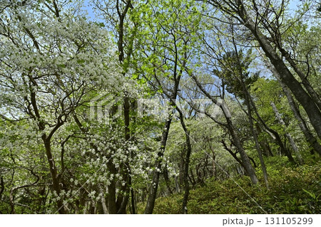 那須連峰のシロヤシオツツジ咲く森 131105299