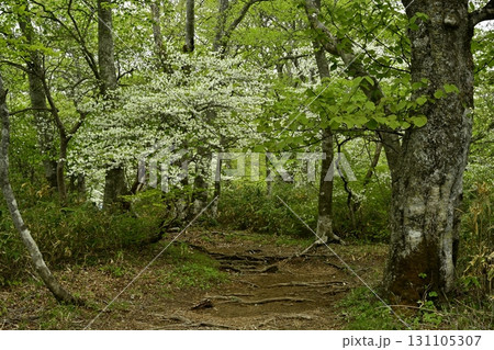 那須連峰の中ノ大倉尾根への登山道とシロヤシオツツジ咲く森 那須連峰の中ノ大倉尾根への登山道とシロヤシオツツジ咲く森 131105307