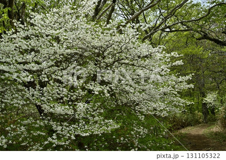 那須連峰の中ノ大倉尾根への登山道とシロヤシオツツジ咲く森 131105322