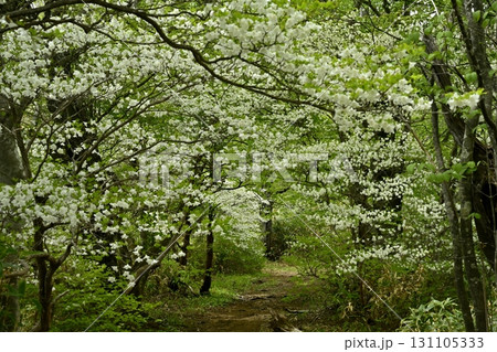 那須連峰の中ノ大倉尾根への登山道とシロヤシオツツジ咲く森 131105333