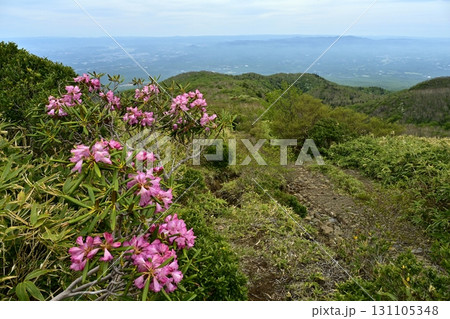 那須連峰の中ノ大倉尾根に花咲くアズマシャクナゲ 131105348