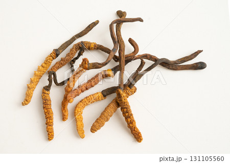 Cordyceps sinensis or Ophiocordyceps sinensis isolated on white background, mushroom herb treatment medicine. Cordyceps sinensis or Ophiocordyceps sinensis isolated on white background, mushroom herb treatment medicine. 131105560