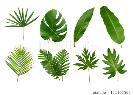 Banana, palm and momstera green leaf tropical plant isolated on white background. Banana, palm and momstera green leaf tropical plant isolated on white background. 131105563