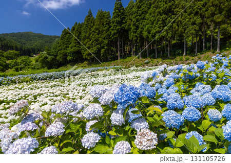 岩手県一関市舞川原沢　紫陽花の名所みちのくあじさい園　あじさい畑の一面の白いアナベルや青いアジサイ 131105726