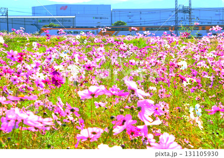 コスモス畑沿線を快走するビスタEX  コスモス畑沿線を快走するビスタEX  131105930