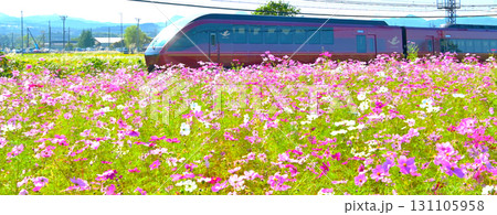 コスモス畑沿線を快走するメタリックレッドのひのとり コスモス畑沿線を快走するメタリックレッドのひのとり 131105958
