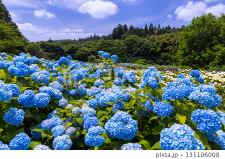 岩手県一関市舞川原沢 紫陽花の名所みちのくあじさい園 あじさい畑の一面の青いアジサイや白いアナベル 岩手県一関市舞川原沢 紫陽花の名所みちのくあじさい園 あじさい畑の一面の青いアジサイや白いアナベル 131106008