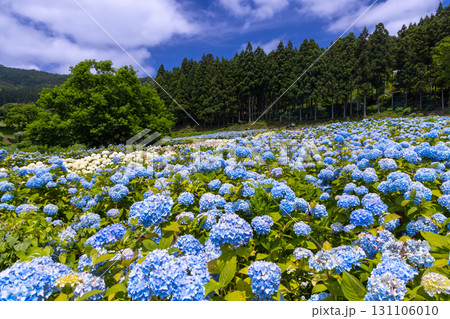 岩手県一関市舞川原沢　紫陽花の名所みちのくあじさい園　あじさい畑の一面の青いアジサイや白いアナベル 131106010