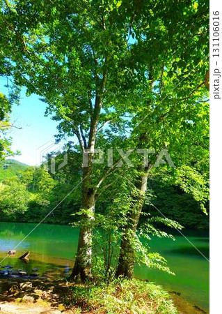 ドッコ沼 蔵王 新緑 ドッコ沼 蔵王 新緑 131106016