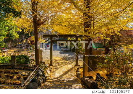 【神奈川県】大きな銀杏が美しい鎌倉の葛原岡神社 【神奈川県】大きな銀杏が美しい鎌倉の葛原岡神社 131106177