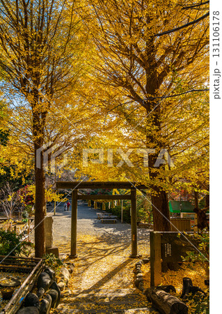 【神奈川県】大きな銀杏が美しい鎌倉の葛原岡神社 【神奈川県】大きな銀杏が美しい鎌倉の葛原岡神社 131106178