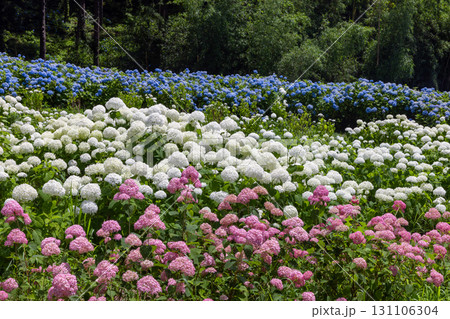 岩手県一関市舞川原沢　紫陽花の名所みちのくあじさい園　あじさい畑の白とピンクのアナベルや青いアジサイ 131106304