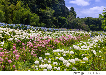 岩手県一関市舞川原沢　紫陽花の名所みちのくあじさい園　あじさい畑の白とピンクのアナベルや青いアジサイ 131106306