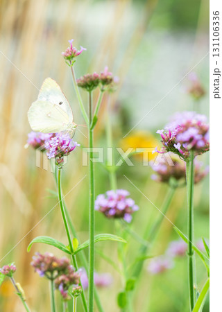 ピンク色のバーベナの花と蝶々がいるかわいい風景 131106336