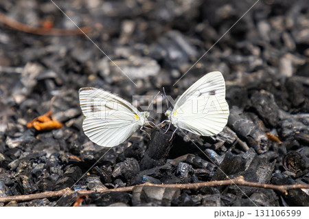 岩手県一関市舞川原沢　紫陽花の名所みちのくあじさい園　森の中の2匹のモンシロチョウ 131106599
