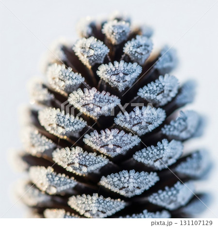 Macro Shot of a Pine Cone Covered in Frost Against a Soft White Background 131107129
