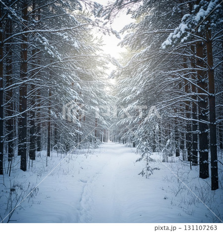 Winter Forest Pathway Under Snow Covered Pine Trees on Sunny Day Landscape 131107263