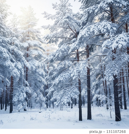 Snow Covered Pine Trees in Winter Forest Landscape with Sunlight in Snowy Background 131107268
