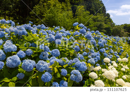岩手県一関市舞川原沢　紫陽花の名所みちのくあじさい園　あじさい畑の白いアナベルや青いアジサイ 131107625