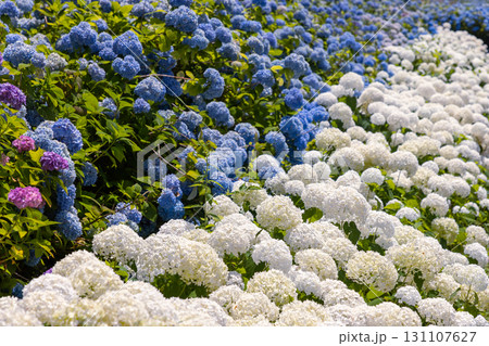 岩手県一関市舞川原沢　紫陽花の名所みちのくあじさい園　あじさい畑の白いアナベルや青いアジサイ 131107627