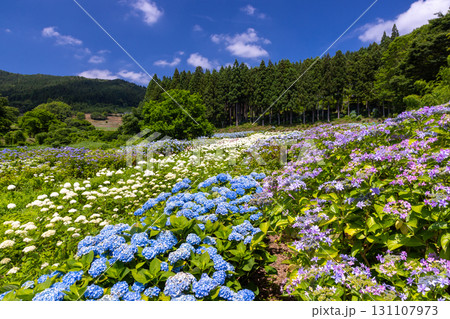 岩手県一関市舞川原沢 紫陽花の名所みちのくあじさい園 あじさい畑のガクアジサイやアナベルなどの景色 岩手県一関市舞川原沢 紫陽花の名所みちのくあじさい園 あじさい畑のガクアジサイやアナベルなどの景色 131107973