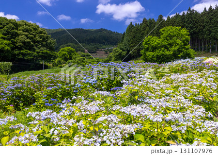 岩手県一関市舞川原沢　紫陽花の名所みちのくあじさい園　あじさい畑のガクアジサイやアナベルなどの景色 131107976