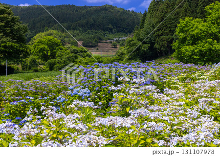 岩手県一関市舞川原沢 紫陽花の名所みちのくあじさい園 あじさい畑のガクアジサイやアナベルなどの景色 岩手県一関市舞川原沢 紫陽花の名所みちのくあじさい園 あじさい畑のガクアジサイやアナベルなどの景色 131107978