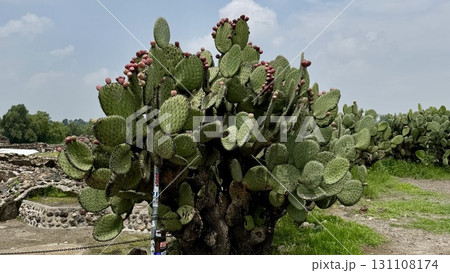 遺跡に立つ100枚の葉を持つ大きなサボテン 131108174