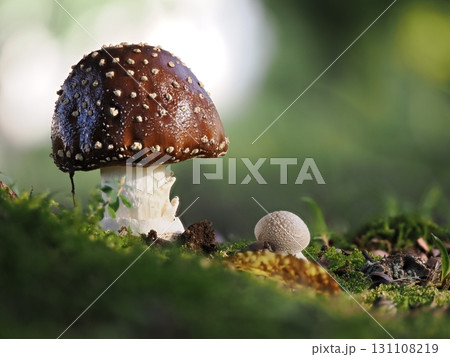 テングタケ  131108219