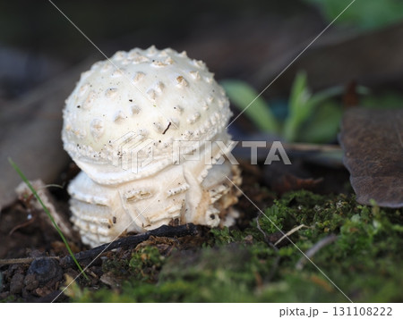 テングタケ  テングタケ  131108222