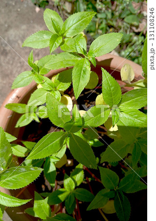 Balsam, Impatiens balsamina L. Plant Balsam, Impatiens balsamina L. Plant 131108246