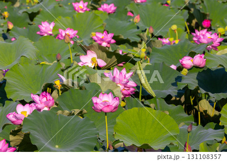 埼玉県比企郡川島町下八ツ林　平成の森公園蓮池の古代ハスの花群生 131108357