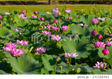 埼玉県比企郡川島町下八ツ林　平成の森公園蓮池の古代ハスの花群生 131108361