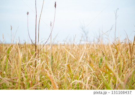 枯れた草原 131108437