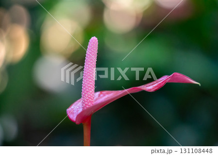 アンスリウム アンスリューム オオベニウチワ 131108448