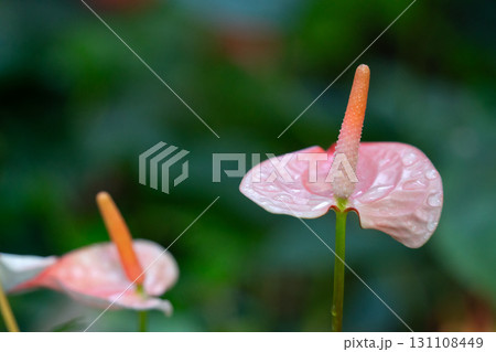 アンスリウム アンスリューム オオベニウチワ 131108449