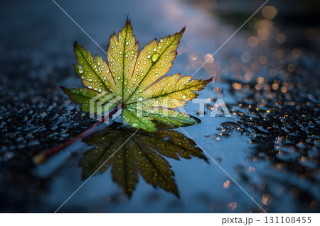 Green maple leaf with water droplets on wet ground, reflected in a shallow puddle with soft bokeh lights 131108455