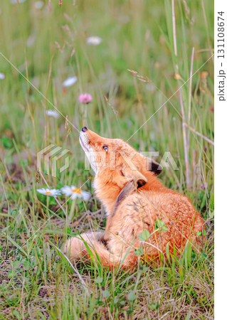 野生の輝き 子供のキタキツネ 野生の輝き 子供のキタキツネ 131108674