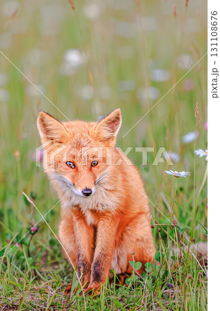 野の花に囲まれた愛らしいキタキツネ 131108676