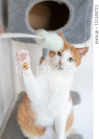 おもちゃで遊ぶ猫 茶トラ白 おもちゃで遊ぶ猫 茶トラ白 131108721