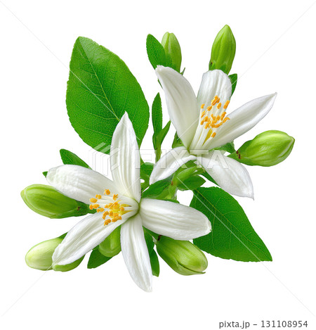 Beautiful White Citrus Flowers with Fresh Green Leaves and Buds on a Transparent Background 131108954