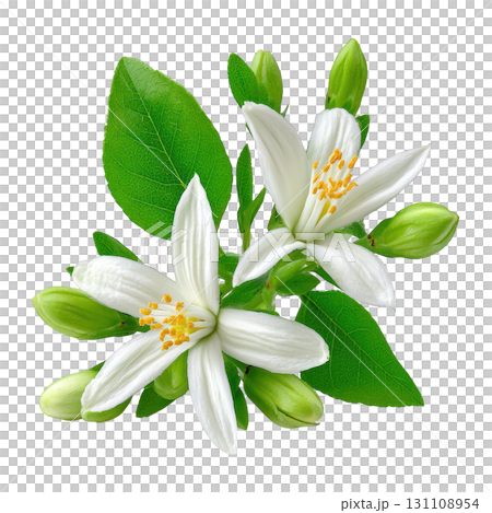 Beautiful White Citrus Flowers with Fresh Green Leaves and Buds on a Transparent Background 131108954