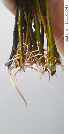 Close-up of fresh plant cuttings with young white roots sprouting from green stems, captured indoors as part of propagation process in horticulture and gardening. Close-up of fresh plant cuttings with young white roots sprouting from green stems, captured indoors as part of propagation process in horticulture and gardening. 131109348