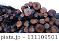 logs piled in a heap, visible by textured cuts, close-up, products of the logging industry 131109501