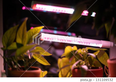 Growing plants under phyto lamp at home. LED lamp for supplementary lighting of houseplants 131109532