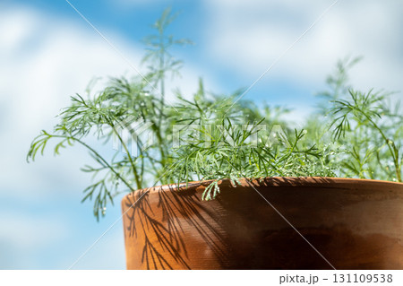 Closeup of fresh dill with water drops after spraying. Greens on terrace. Home grown organic herbs. 131109538