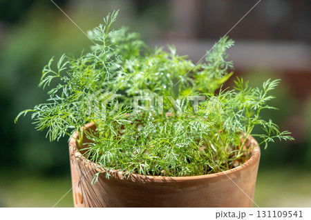 Organic herbs growing at home. Fresh green dill growing in clay pot on balcony. Grow seedlings Organic herbs growing at home. Fresh green dill growing in clay pot on balcony. Grow seedlings 131109541