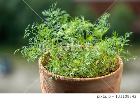 Organic herbs growing at home. Fresh green dill growing in clay pot on balcony. Grow seedlings 131109542